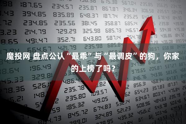 魔投网 盘点公认“最乖”与“最调皮”的狗,你家的上榜了吗?